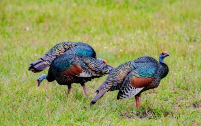 Discover Tikal: Wildlife Adventures in the Mayan Jungle