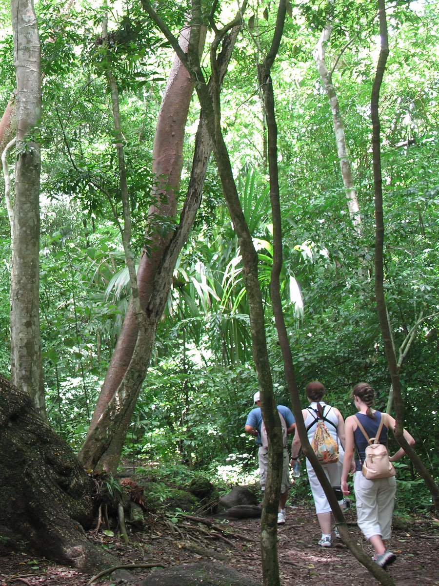 A group of people walking through the lush tropical forest during a guided tour of the ancient ruins of Tikal.